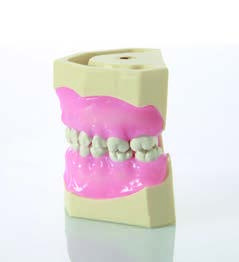 GF Dental EK1 — детская модель челюстей для препарирования микромотором