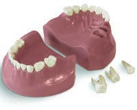 GF Dental EK3 — модель детской челюсти для учебного препарирования