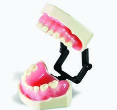 GF Dental DM25/K — модель детских челюстей для обучения гигиене