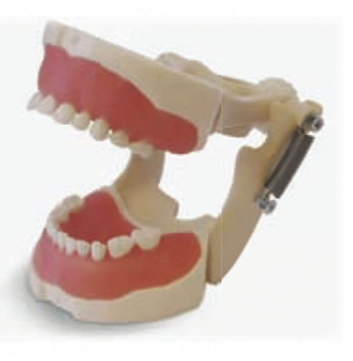 GF Dental EK2 — детская модель челюстей для тренировки удаления зубов